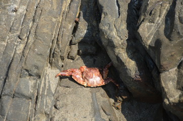 the crab among the stones