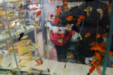 aquarium with school of fishes