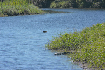 Alligators sunning themselves on a river bank in Florida's Myakka River State Park
