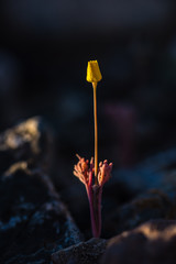 A single Pygmy Poppy sprouts from the newly watered dry wash in the Mojave Preserve. 