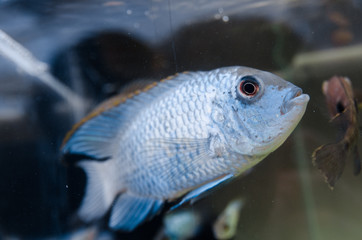 a blue fish in aquarium