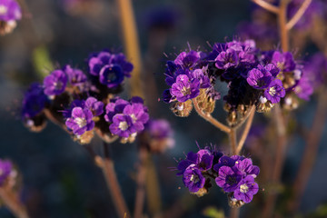 Notch-leaved phacelia at bloom in the Mojave desert