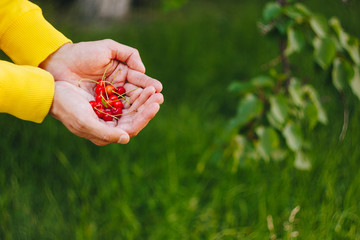 a man's hand is holding a freshly picked ripe fruit of a red sweet cherry with sprigs and a vinelet on a background of grass. close-up. summer. on blurred background.