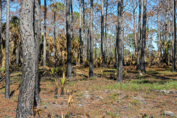 Florida pine forest after a prescribed burn