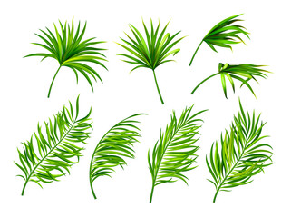 Tropical leaves isolated on white background.Botanical vector illustration