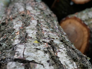 Polonne / Ukraine - 2 February 2019: deforestation, log deck, pile of wood