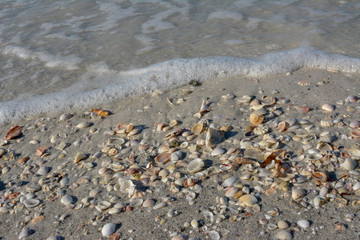 Seashells along the tropical Florida Gulf Coast on Longboat Key
