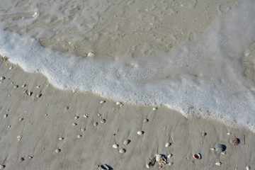 Seashells along the tropical Florida Gulf Coast on Longboat Key