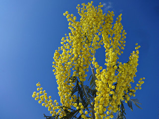 Sprig of yellow Mimosa against the blue sky
