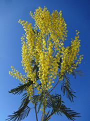 Sprig of yellow Mimosa against the blue sky