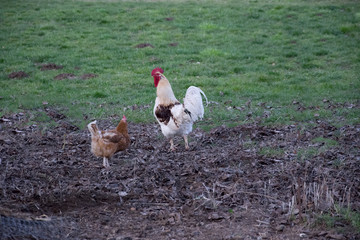 chickens on the farm