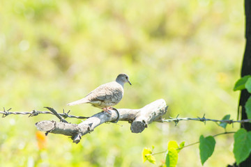 aves