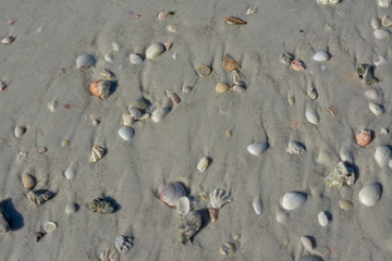 Seashells along the tropical Florida Gulf Coast on Longboat Key