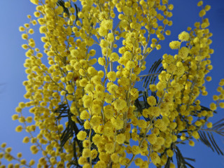 Sprig of yellow Mimosa against the blue sky