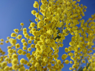 Sprig of yellow Mimosa against the blue sky