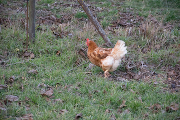 hen and chickens
