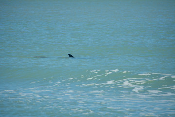 Dolphin swimming in the Gulf of Mexico off Florida's Longboat Key