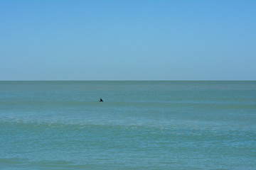 Fototapeta na wymiar Dolphin swimming in the Gulf of Mexico off Florida's Longboat Key