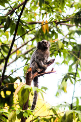 Macaquinho fazendo pose