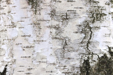 pattern of birch bark with black birch stripes on white birch bark and with wooden birch bark texture