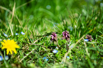 Nature green