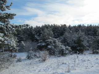 winter landscape with trees and snow
