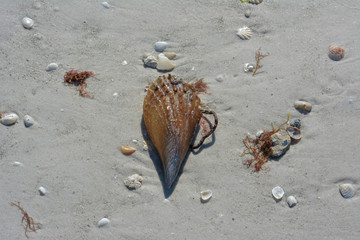 Stiff pen shell on a tropical beach on Florida's Gulf Coast
