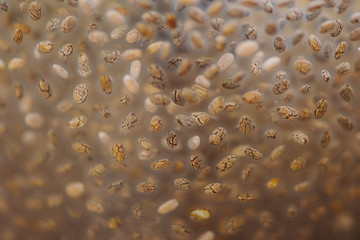 Close-up of chia seeds in glass of water