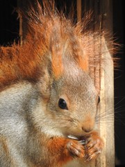 red squirrel