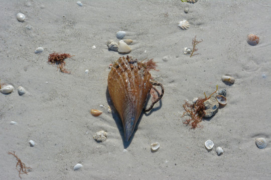 Stiff pen shell on a tropical beach on Florida's Gulf Coast