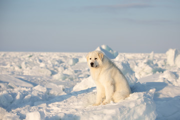 Gorgeous and free maremmano abruzzese dog lying on ice floe and snow on the frozen sea background.