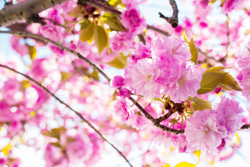 cherry blossom branch, spring bloom