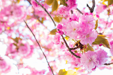 cherry blossom branch, spring bloom