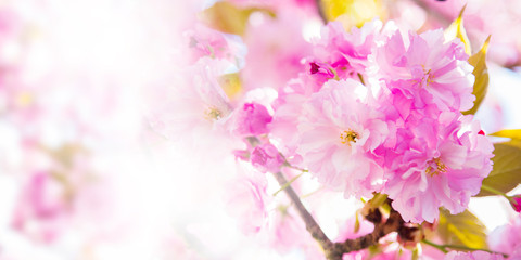 Fototapeta na wymiar cherry blossom branch, spring bloom