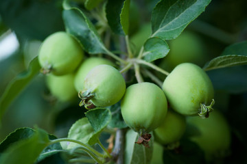 Branch with fruits apples on the tree in the garden