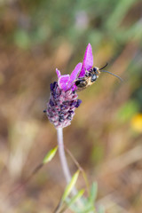 Bee in its natural environment.