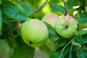 Branch with fruits apples on the tree in the garden