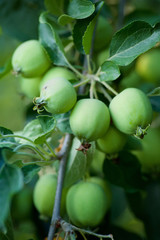 Branch with fruits apples on the tree in the garden