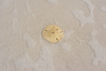 Sand dollar sitting on a sandy beach along Florida's gulf coast