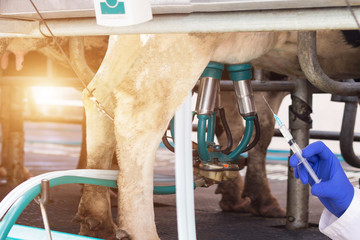 Biologist holds a syringe against the background of milking cows milk, the concept of nitrates and...