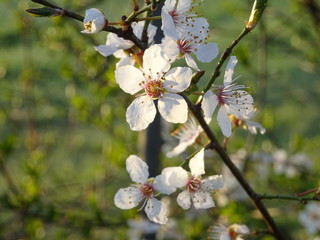 Weisse Blüten bringen den Frühling
