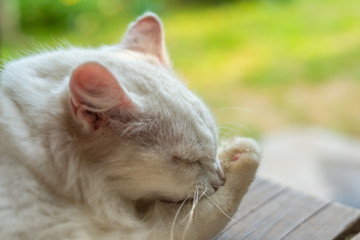 White cat licking paw