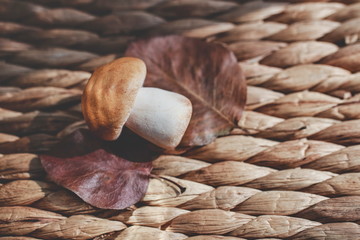 white mushroom photographed in the studio