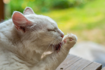 White cat licking paw