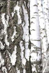 Obraz premium Birch trees with black and white birch bark as natural birch background with birch texture