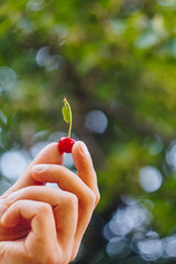 a man's hand is holding a freshly picked ripe fruit of a red sweet cherry with sprigs and a vinelet on a background of grass. close-up. summer. on blurred background.