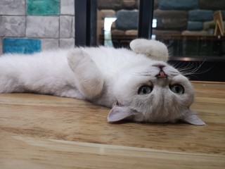 The cat is lay down and relaxing.