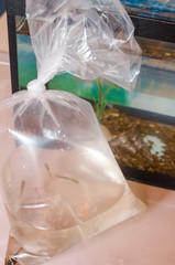 Fish in plastic bag