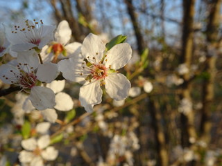 Weisse Blüten bringen den Frühling