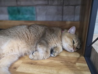 The cat is lay down and relaxing.